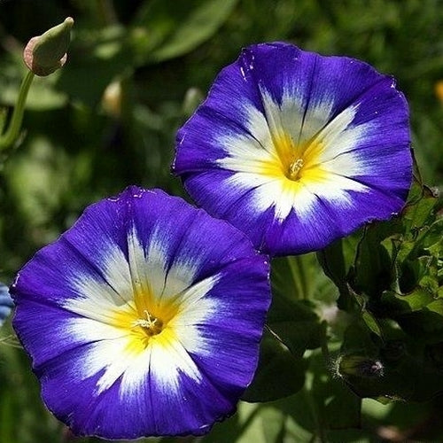 Convolvulus tricolor 'Royal Ensign'