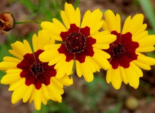 Coreopsis tinctoria 'Bicolor'