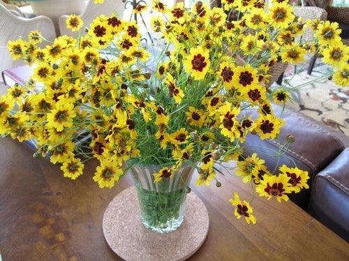 Coreopsis tinctoria 'Bicolor'