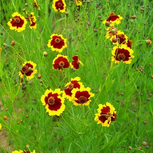 Coreopsis tinctoria 'Bicolor'