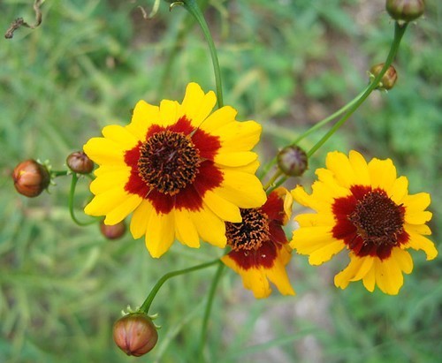 Coreopsis tinctoria 'Bicolor'