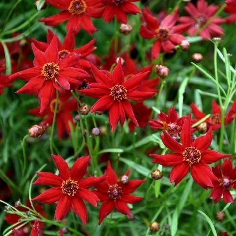 Coreopsis tinctoria 'Mahagony Midget' / 'Amulet'