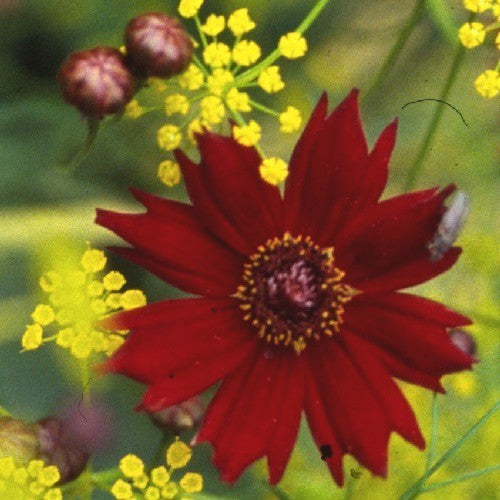 Coreopsis tinctoria 'Mahagony Midget' / 'Amulet'