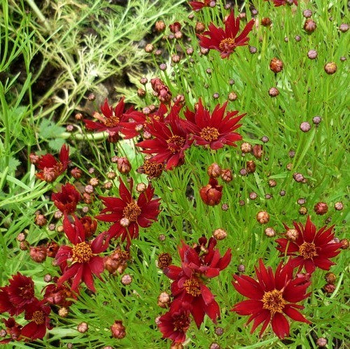 Coreopsis tinctoria 'Mahagony Midget' / 'Amulet'