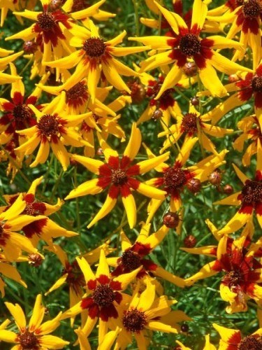 Coreopsis tinctoria 'Radiata'