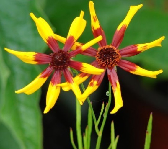 Coreopsis tinctoria 'Radiata'