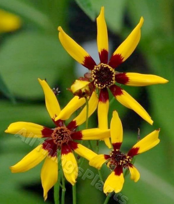 Coreopsis tinctoria 'Radiata'