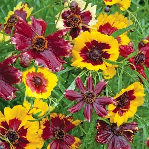 Coreopsis tinctoria 'Mixed'