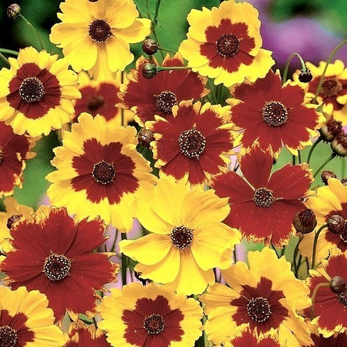 Coreopsis tinctoria 'Goldenwave Mixed'
