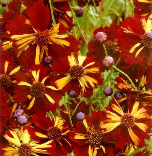 Coreopsis tinctoria 'Roulette'