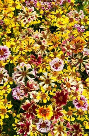 Coreopsis tinctoria 'Sea Shells Mix'