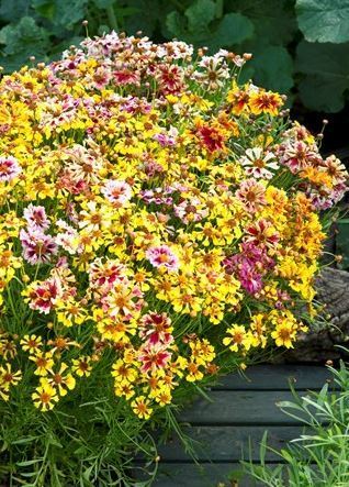 Coreopsis tinctoria 'Sea Shells Mix'