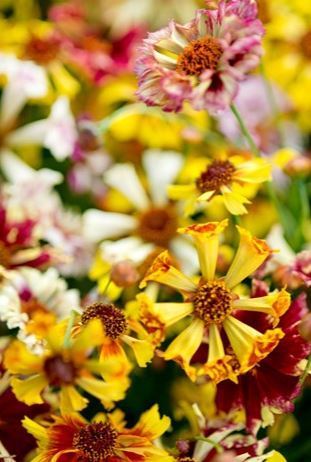 Coreopsis tinctoria 'Sea Shells Mix'