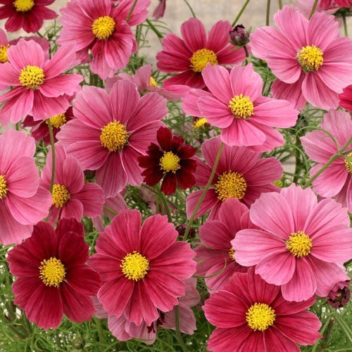 Cosmos bipinnatus 'Antiquity'
