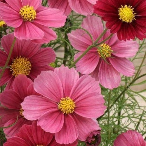 Cosmos bipinnatus 'Antiquity'