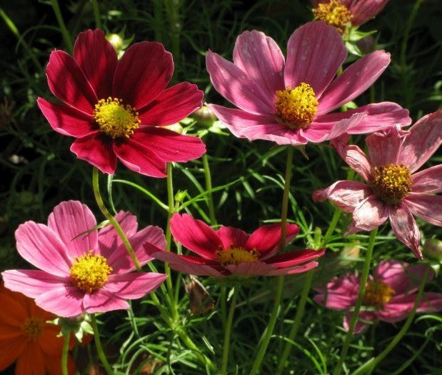 Cosmos bipinnatus 'Antiquity'