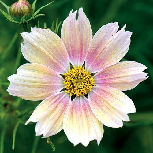 Cosmos bipinnatus 'Apricot Lemonade'