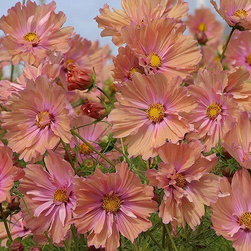 Cosmos bipinnatus 'Apricotta'