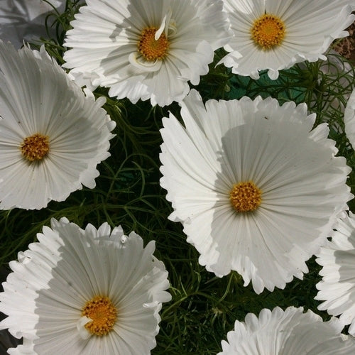 Cosmos bipinnatus 'Cupcakes White'