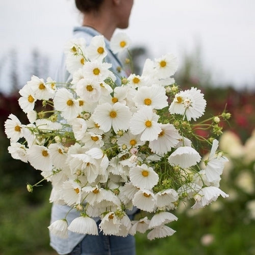 Cosmos bipinnatus 'Cupcakes White'