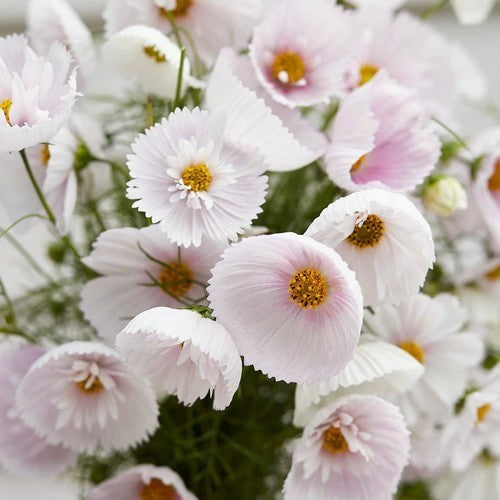 Cosmos bipinnatus 'Cupcakes Blush'