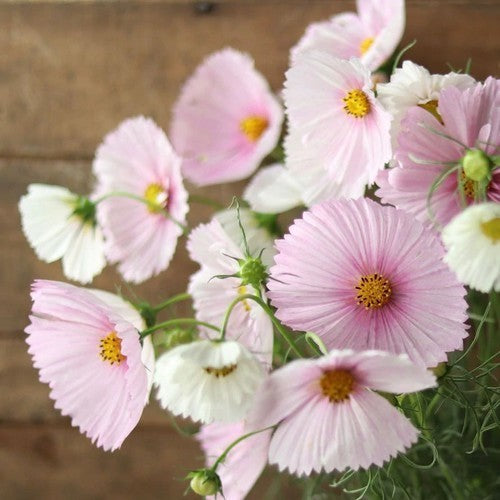 Cosmos bipinnatus 'Cupcakes Blush'