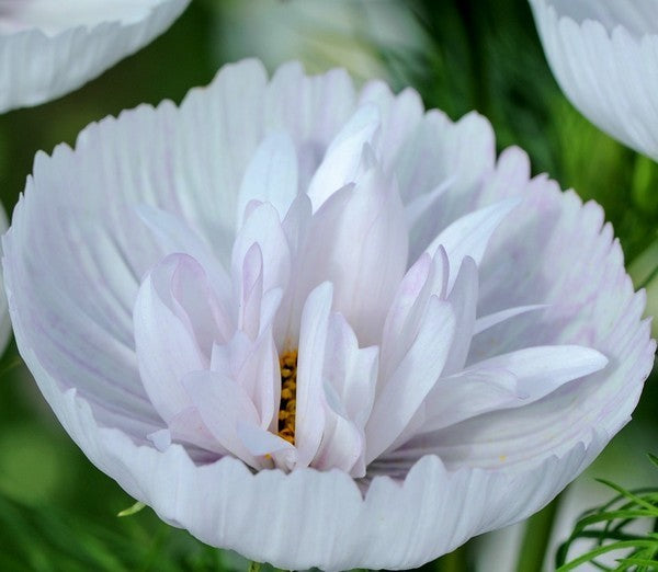 Cosmos bipinnatus 'Cupcakes Blush'