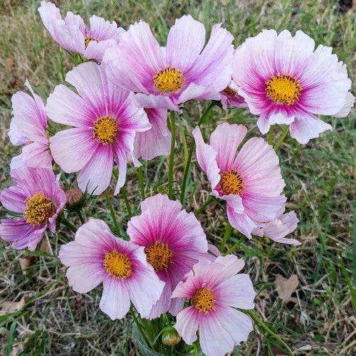 Cosmos bipinnatus 'Daydream'
