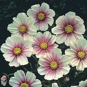 Cosmos bipinnatus 'Daydream'