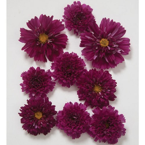Cosmos bipinnatus 'Double Click Cranberries'
