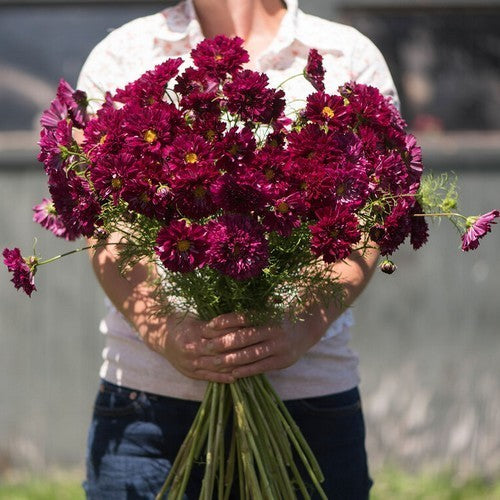 Cosmos bipinnatus 'Double Click Cranberries'