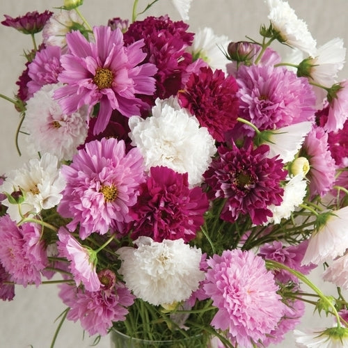 Cosmos bipinnatus 'Double Click Mix'