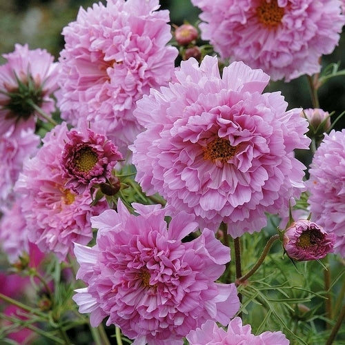 Cosmos bipinnatus 'Double Click Rose Bonbon' / 'Double Dutch'