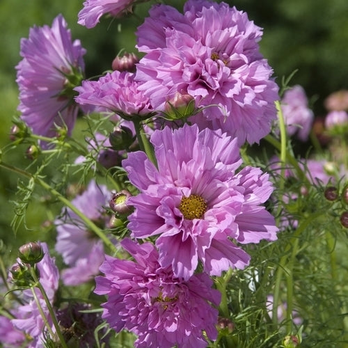 Cosmos bipinnatus 'Double Click Rose Bonbon' / 'Double Dutch'