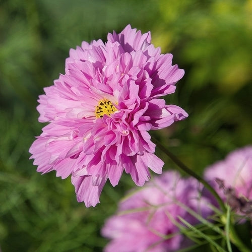 Cosmos bipinnatus 'Double Click Rose Bonbon' / 'Double Dutch'
