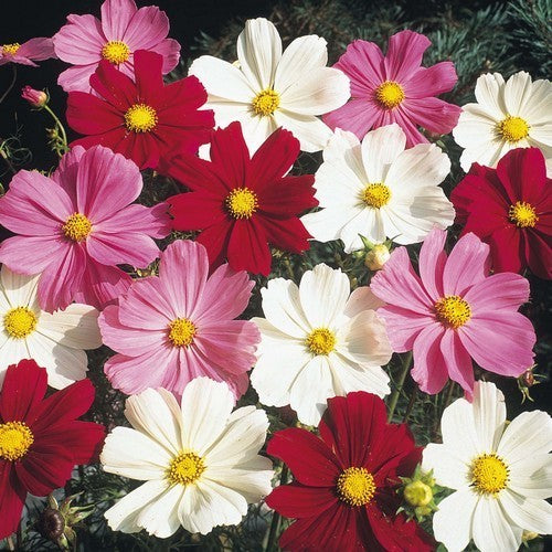 Cosmos bipinnatus 'Early Summer'