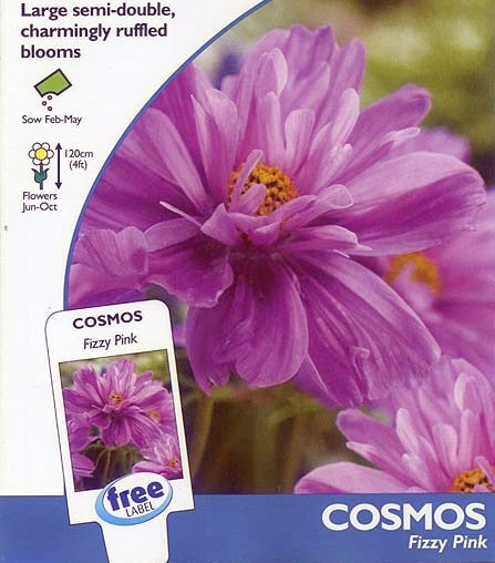 Cosmos bipinnatus 'Fizzy Pink'