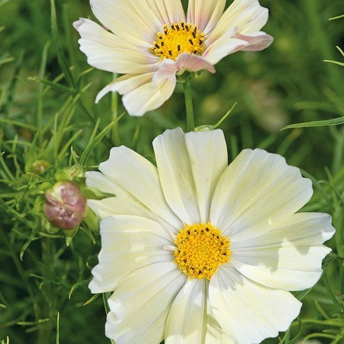 Cosmos bipinnatus 'Kiiro'