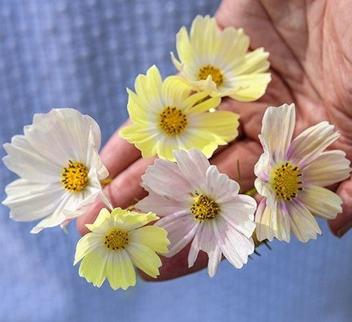 Cosmos bipinnatus 'Kiiro'
