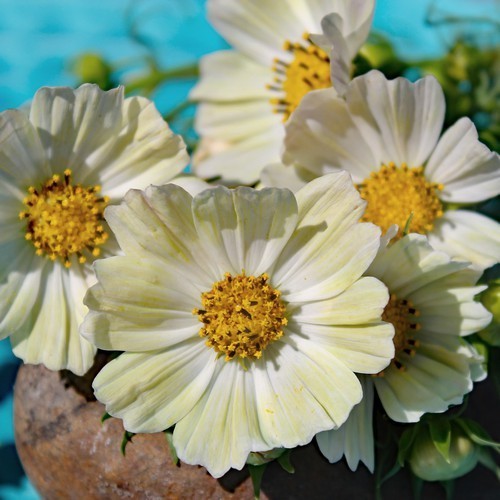 Cosmos bipinnatus 'Kiiro'