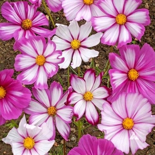 Cosmos bipinnatus 'PepperMint Rock' / 'Candy Stripe' / 'Pico'