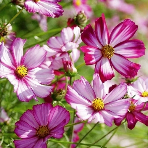 Cosmos bipinnatus 'PepperMint Rock' / 'Candy Stripe' / 'Pico'