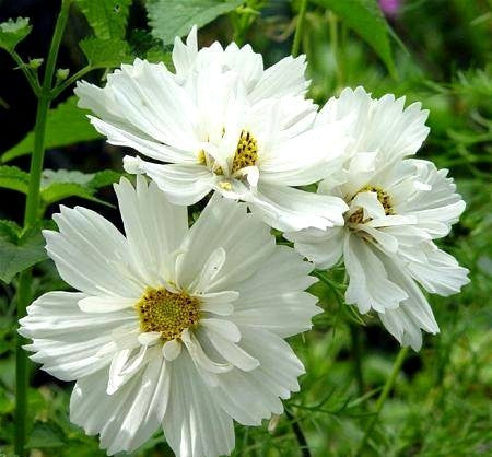 Cosmos bipinnatus 'Psyche White'