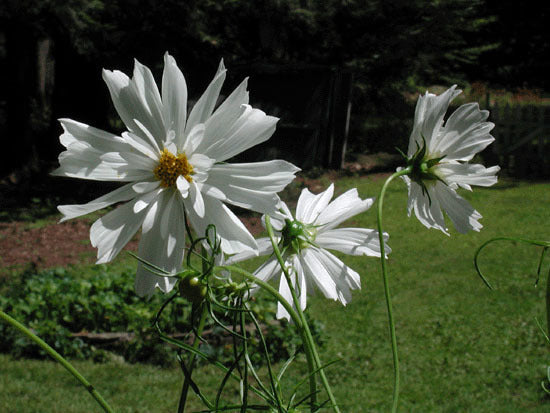 Cosmos bipinnatus 'Psyche White'