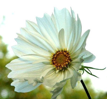 Cosmos bipinnatus 'Psyche White'