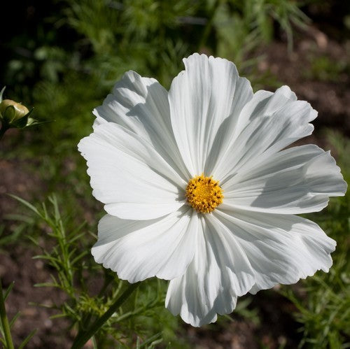 Cosmos bipinnatus 'Tetra Versailles White' / 'Purity'