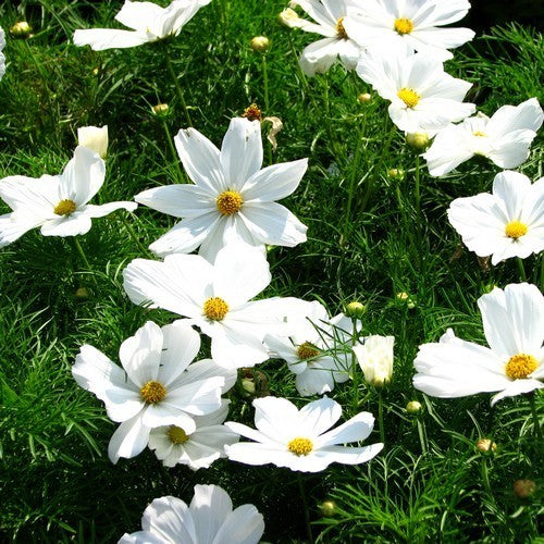 Cosmos bipinnatus 'Tetra Versailles White' / 'Purity'
