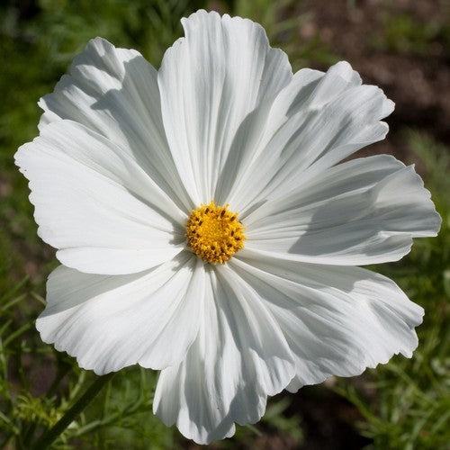 Cosmos bipinnatus 'Tetra Versailles White' / 'Purity'