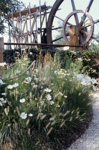 Cosmos bipinnatus 'Tetra Versailles White' / 'Purity'
