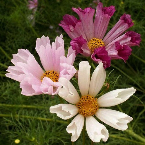 Cosmos bipinnatus 'Sea Shells Mixed'